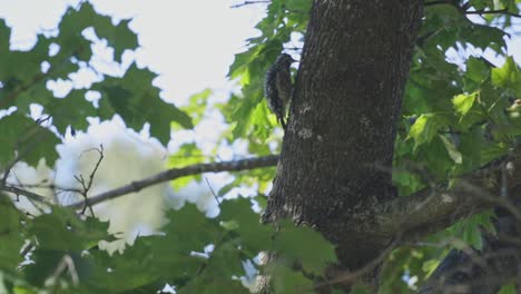 American Three-toed Woodpecker Pecking On Tree Trunk In The Forest