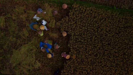 aerial top down view of workers in traditional rice hats harvesting rice