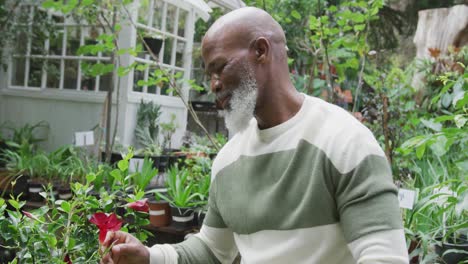 portrait of happy senior african american man crossing arms and smiling in garden