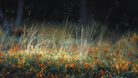 delicate wispy ears of grass in the lush colourful forest undergrowth are lit by the morning sun