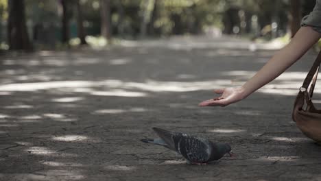 beautiful-Gray-Pigeon-close-up-walks-near-a-Girl-to-eat-from-her-hand