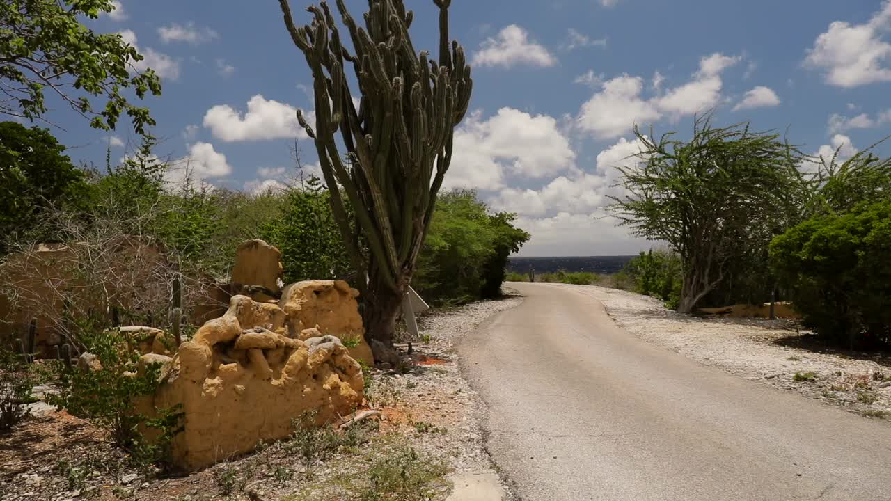 Scenic landscape with cactus and road