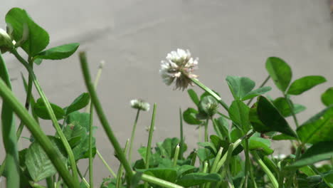 Einige-Weiße-Kleeblumen-Im-Grünen-Gras-Des-Rasens