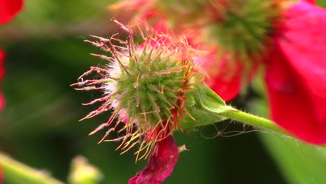 closeup of a spiky seed head of the geum red flower