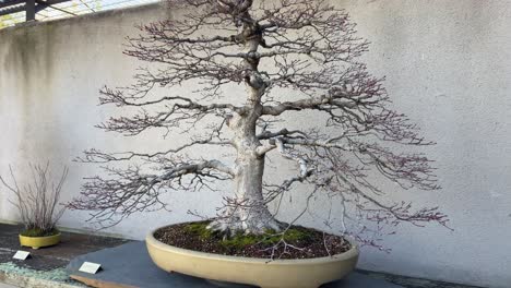 panning left revealing different kind of bonsais in bonsai museum of alcobendas, madrid