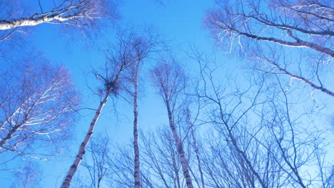 Beautiful-leafless-birch-tree-forest-in-early-spring,-tree-tops-on-a-sunny-day-with-blue-sky,-wide-rotating-handheld-shot