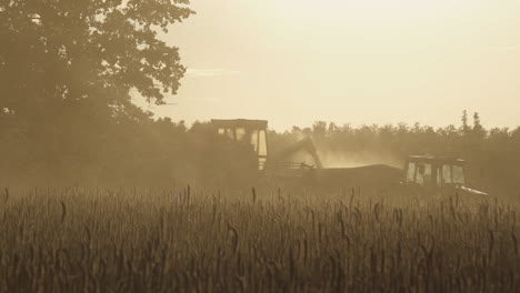 grain deposited in trailer from harvester in summer heat, long shot