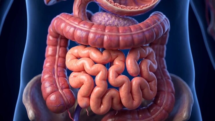 3D Medical Animation of Human Digestive System Anatomy