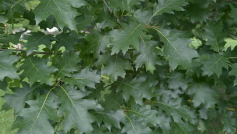 The vibrant green color of the red oak tree (Quercus rubra) in the park during summer (august) oak leaves in the wind