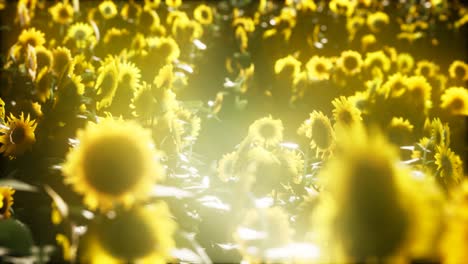 sunflowers blooming in late summer