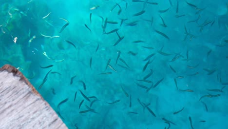watching shoals of tropical fish in crystal clear turquoise ocean water from wooden wharf in raja ampat, west papua, indonesia