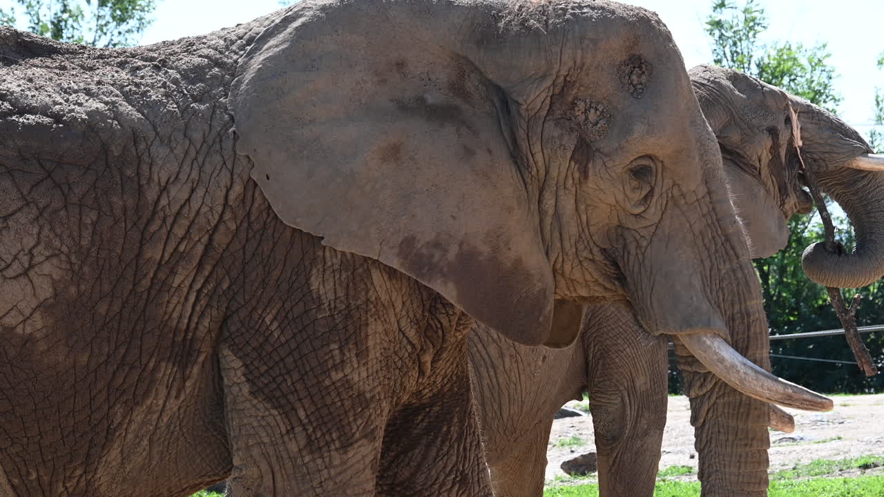프랑스의 동물원: 동물원에 있는 늙은 코끼리의 머리를 자세히 볼 수 있습니다.