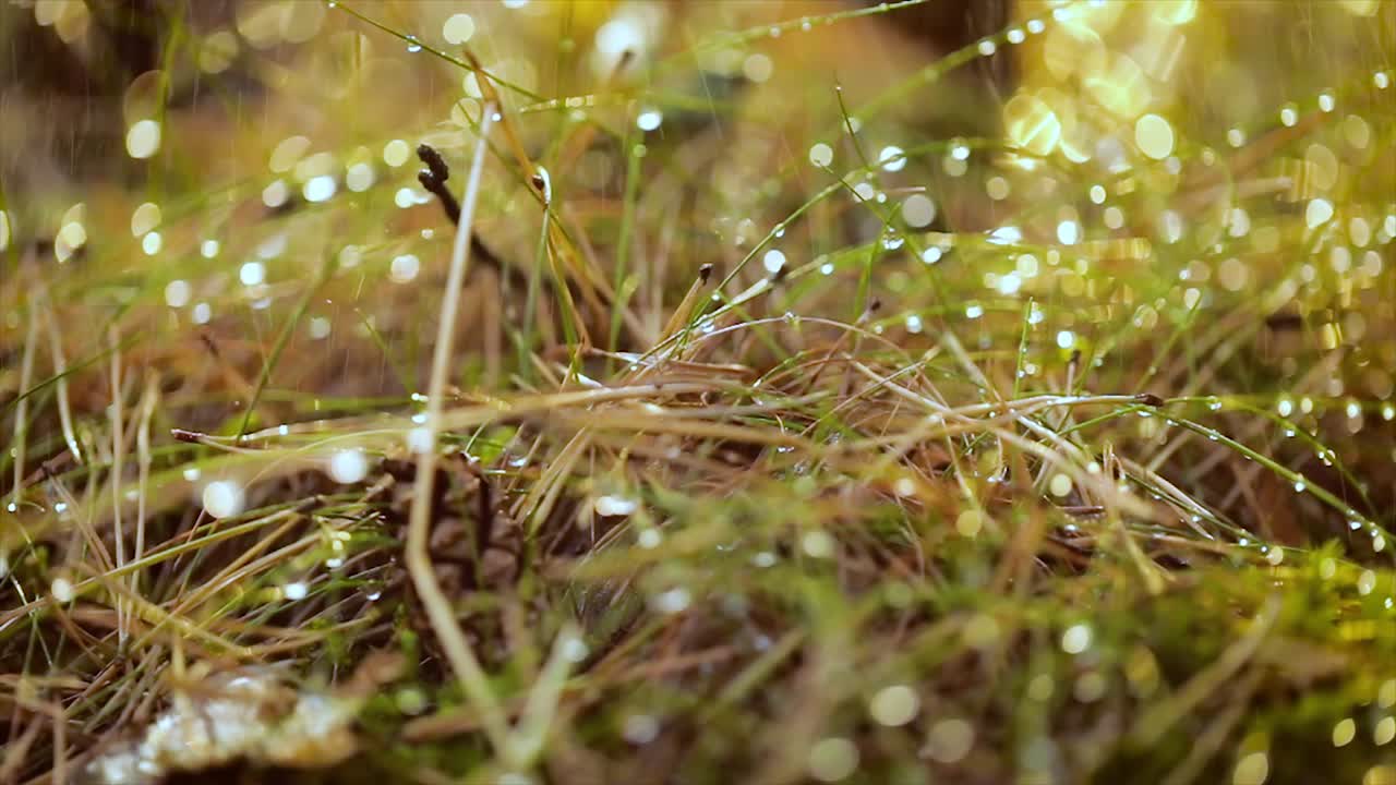 abstracto fondo borroso de la lluvia de verano en un primer plano de bosque soleado. fondo de la naturaleza.
