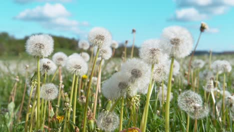 close up: detailed shot of blossoming dandelions in the middle of empty pasture.