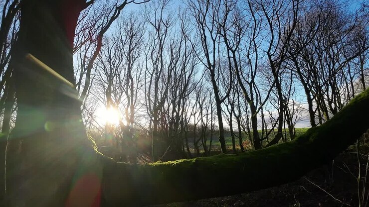 FPV drone flying through glowing sunrise woodland forest tree branches searching autumn terrain