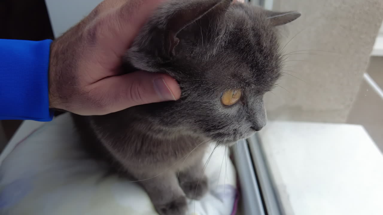 A gray cat sits by a window, observing birds outside. A hand gently pets the cat, creating a calm atmosphere in a warm indoor setting