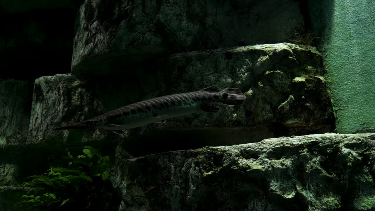 수중에서 천천히 수영하는 점박이 물고기, 아름다운 생물