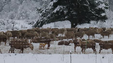 big herd of sheep resting in a winter landscape behind a fence