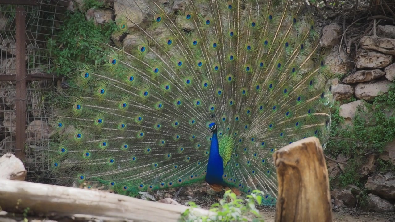 O pavão com as penas espalhadas