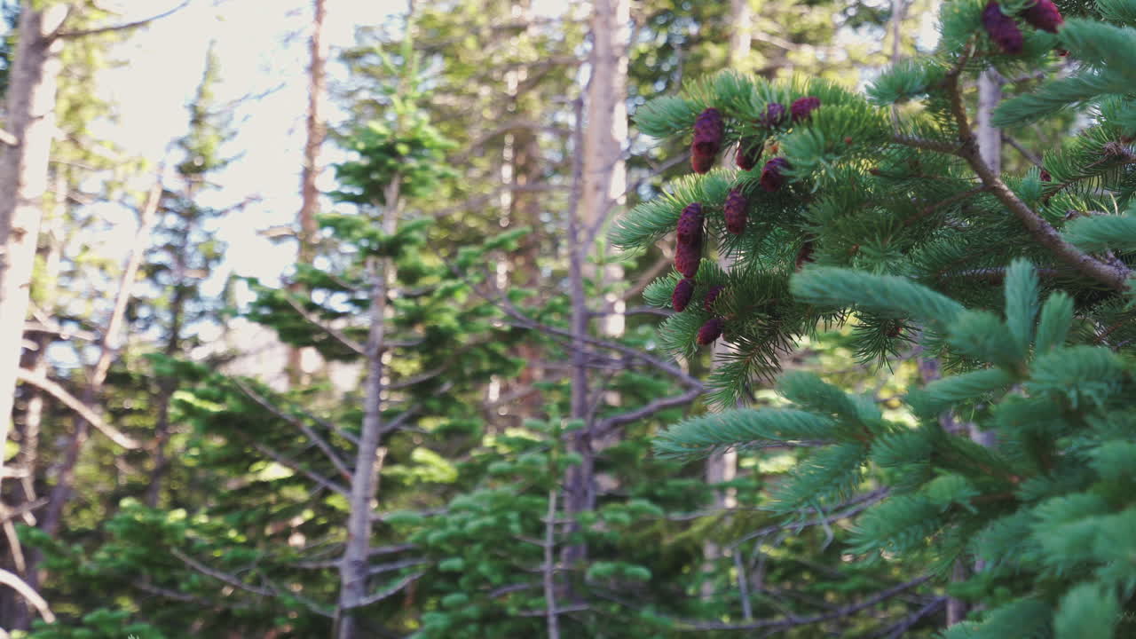 Pinecones hanging in the sun