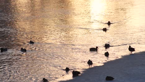 the ducks bathed in a frozen river