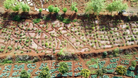 beautiful aerial of crops and trees growing on a farm in rural africa