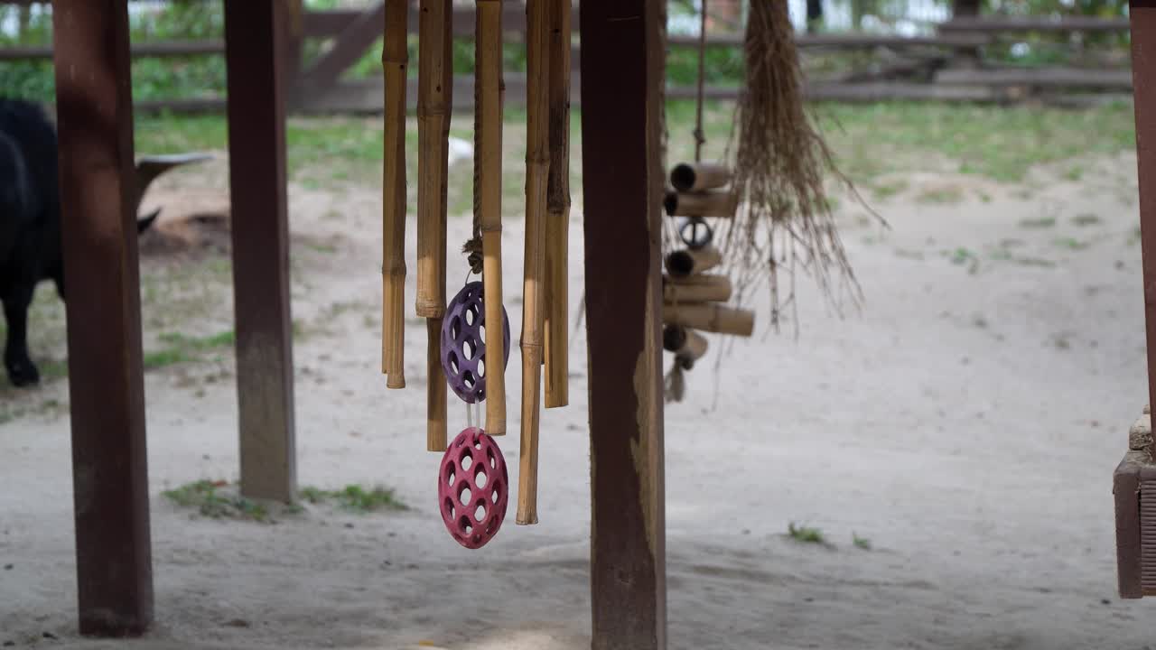 서울어린이대공원 동물원을 돌아다니는 한국검은수염염소 - 미디엄샷