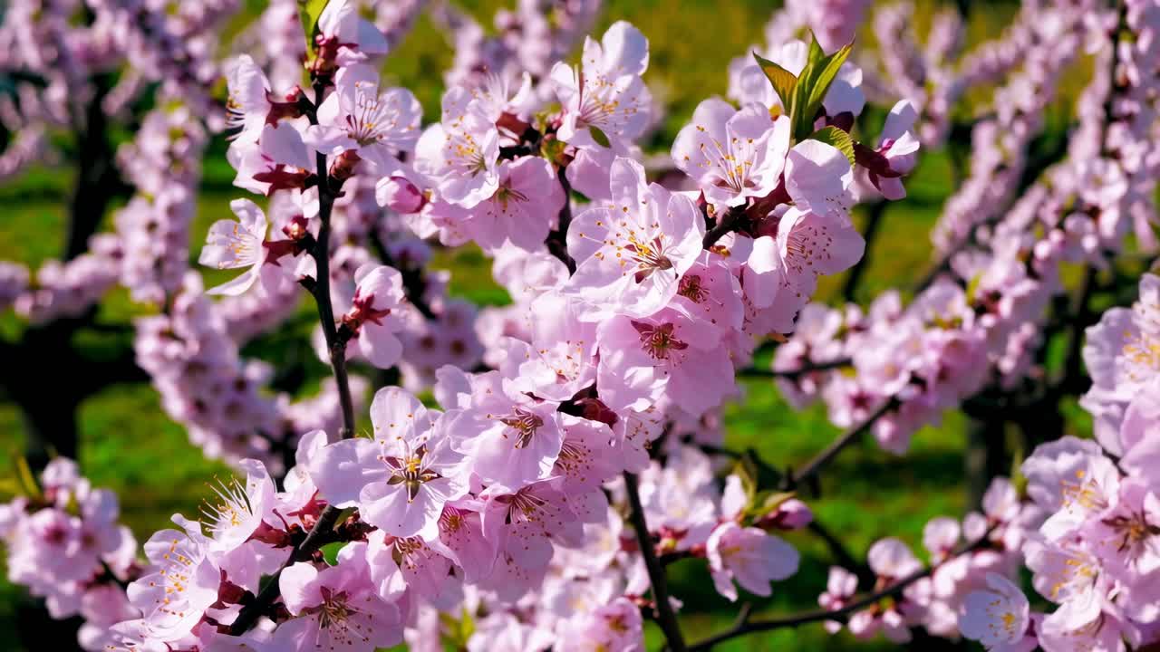 Close-up video of pink cherry blossoms in full bloom, captured at an eye-level angle