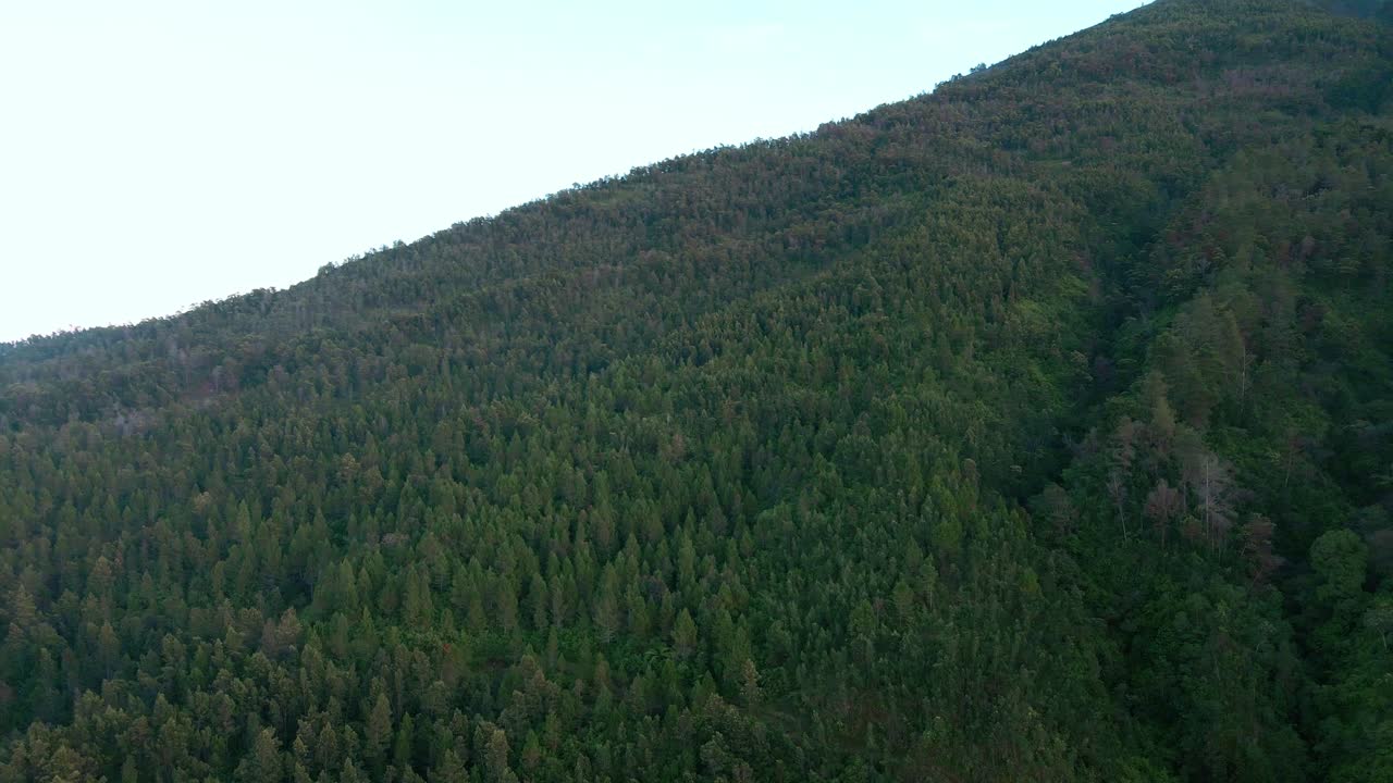 bosque denso en el lado de la montaña masiva, vista aérea de avión no tripulado