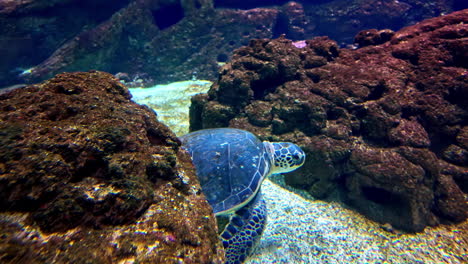 tortuga marina en el acuario