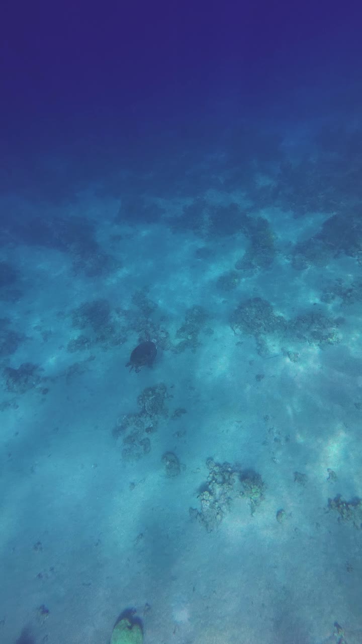 Vista vertical submarina de una tortuga marina deslizándose sobre un arrecife de coral en el Mar Rojo cerca de Áqaba, Jordania, grabada mientras se buceaba con esnórquel en una laguna turquesa clara