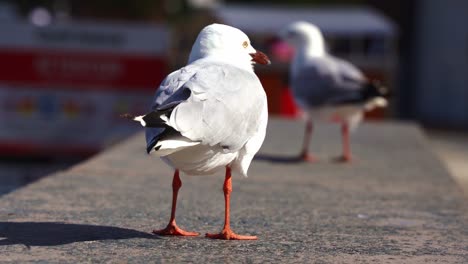 Close-up-shot-capturing-a-common-silver-gull,-chroicocephalus-novaehollandiae-perched-on-the-harbor-shore-on-a-windy-day-at-the-coastal-environment