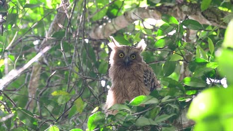 The Buffy Fish Owl is a big owl and yet the smallest among the four Fish Owls