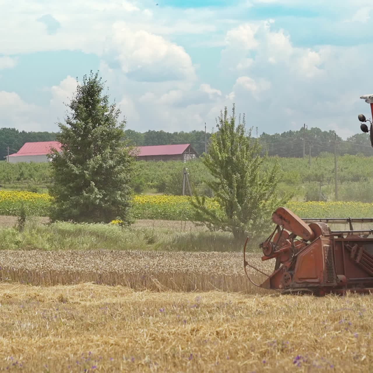 Combine harvester gathers the wheat crop. Wheat Harvesting.