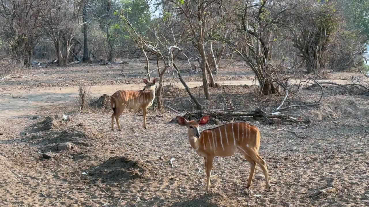 Female Nyala (Tragelaphus angasii) trying to find some food during the dry season in Majete Wildlife Reserve, Malawi.