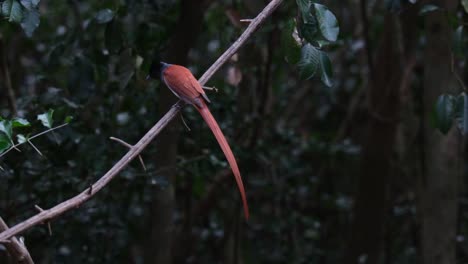 moving its head from side to side as it looks around its surroundings, a blyth's paradise flycatcher terpsiphone affinis is on the lookout for its potential meal in a forest in thailand