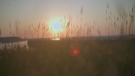 serene shot of tall grasses swaying gently at sunset with a lake in the background. the sun casts a warm, glowing light, creating a peaceful and tranquil atmosphere in this nature scene