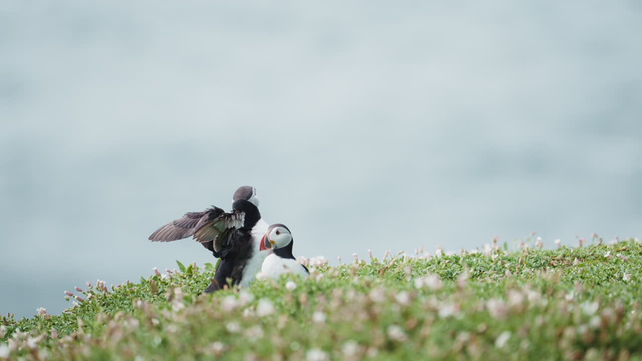 Two puffins in distance, one flapping wings, green foreground, sea background