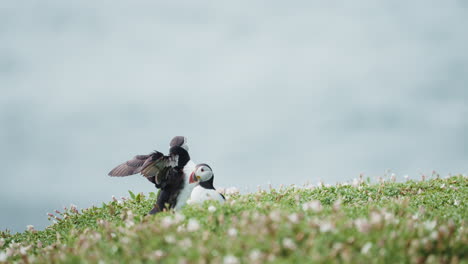 two puffins in distance, one flapping wings, green foreground, sea background