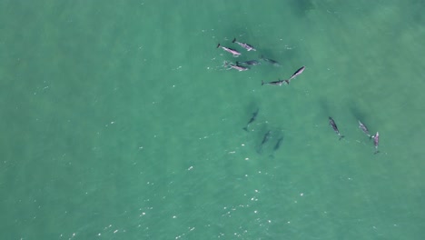 vista aérea de una gran manada de delfines nadando en un oleaje oceánico en movimiento