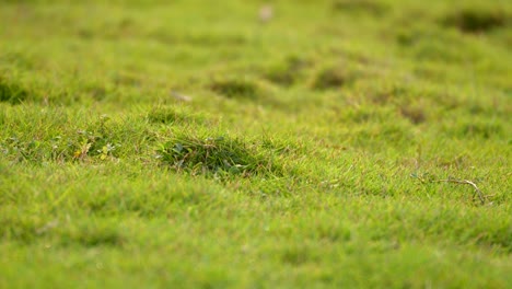 garden green grass closeup view