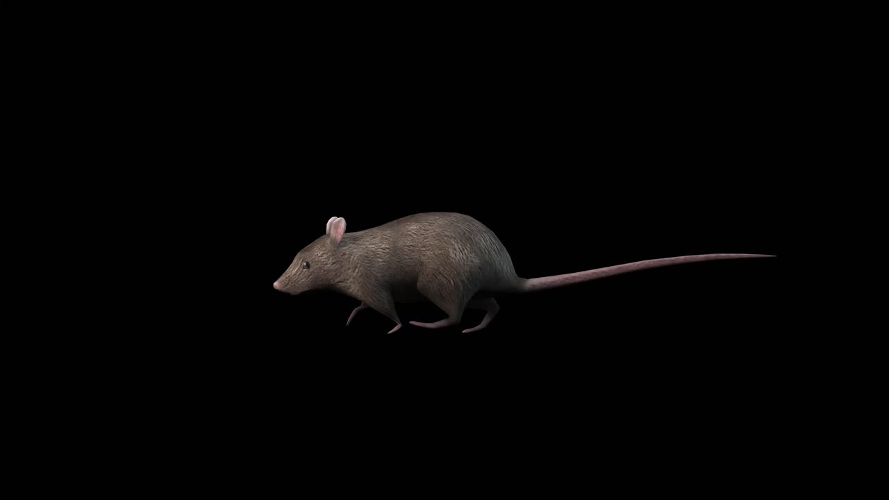 una rata caminando sobre un fondo negro, animación en 3d, animales animados, animación en bucle sin costura