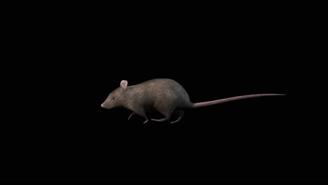 Eine-Ratte,-Die-Auf-Schwarzem-Hintergrund-Läuft,-3D-Animation,-Animierte-Tiere,-Nahtlose-Schleifenanimation