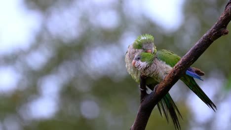 monk parakeets grooming while perched on a tree on a rainy day