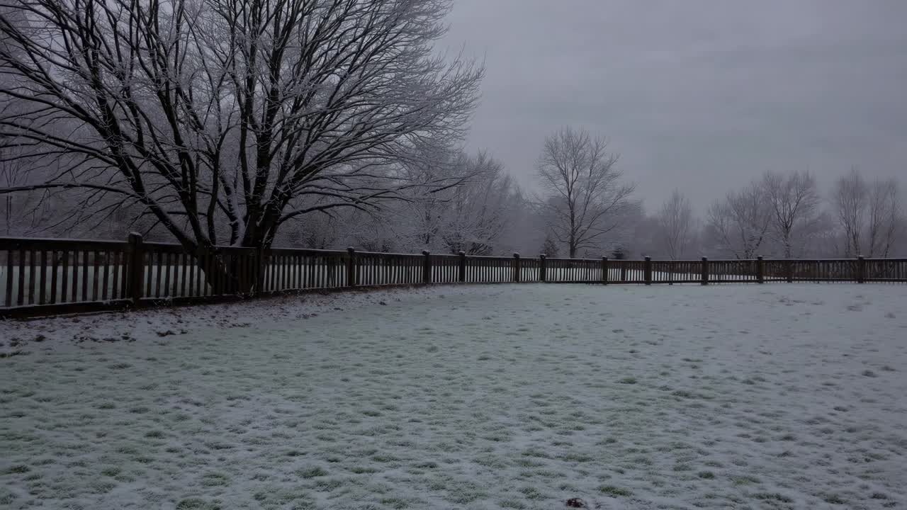 A serene winter landscape video captures a snow-dusted field and bare trees from a low-angle