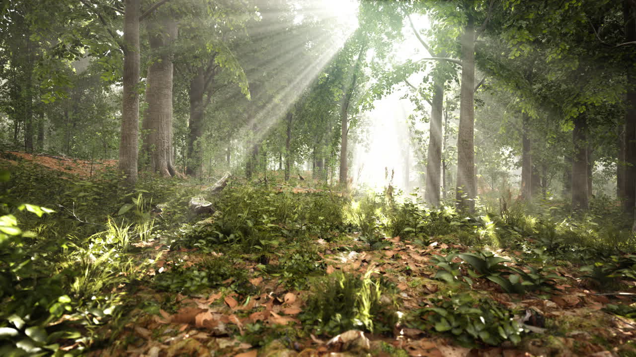 자연에서 빛나는 빛