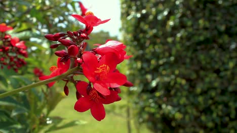 Handheld-shot-of-a-partially-bloomed-red-flower-with-buds,-swaying-with-the-wind