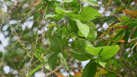 Praying-Mantis-seen-within-green-wide-leaves,-perfectly-camouflaged-from-its-predators-especially-birds,-fantastic-dry-winter-afternoon-in-Kaeng-Krachan-National-Park,-in-Thailand