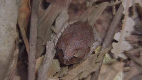 camuflaje de rana manchada escondido entre hojas secas y ramas en la jungla