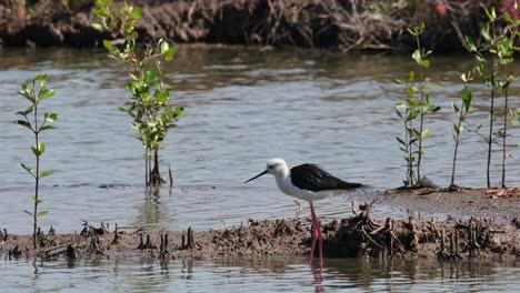 mirando hacia la izquierda descansando mientras la cámara se aleja, himantopus himantopis de alas negras, tailandia